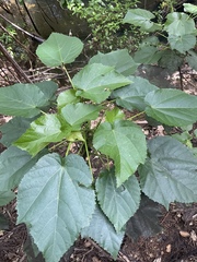Entelea arborescens