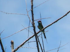 Merops viridis