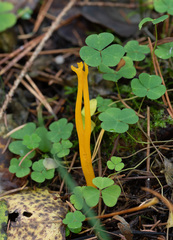 Clavulinopsis corniculata