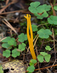 Clavulinopsis corniculata