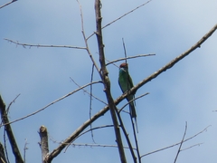 Merops viridis