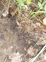 Armadillidium sordidum