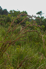 Costularia natalensis