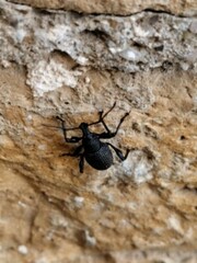 Otiorhynchus sulcatus