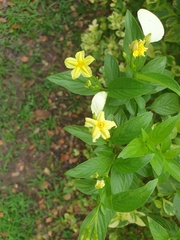 Pseudomussaenda flava