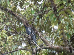 Anhinga melanogaster
