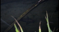 Gobiomorphus gobioides