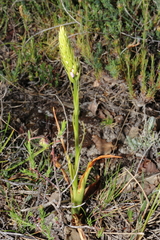 Gymnadenia