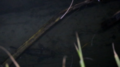 Gobiomorphus gobioides