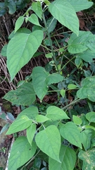 Clerodendrum chinense
