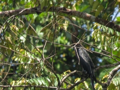 Anhinga melanogaster