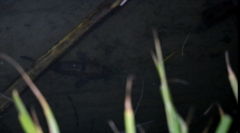 Gobiomorphus gobioides