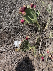 Opuntia oricola