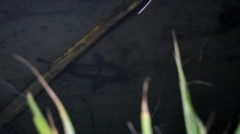 Gobiomorphus gobioides