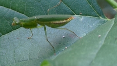 Odontomantis planiceps