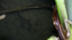 Gobiomorphus gobioides