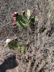 Opuntia oricola