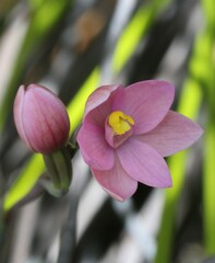 Thelymitra carnea