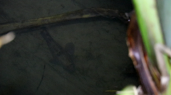 Gobiomorphus gobioides