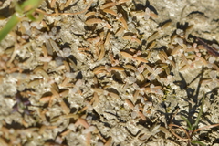 Atriplex buchananii
