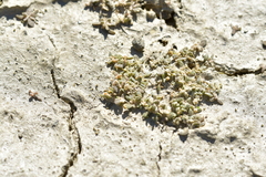 Atriplex buchananii