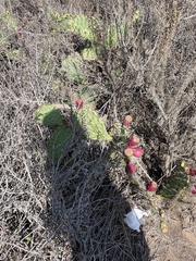 Opuntia oricola