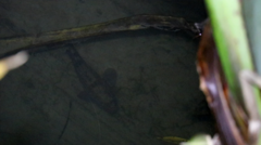 Gobiomorphus gobioides