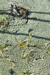 Poa maniototo