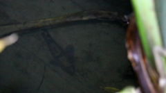 Gobiomorphus gobioides