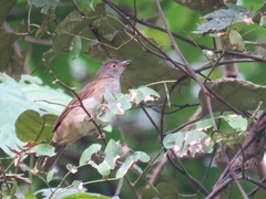 Rubigula erythropthalmos