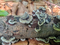 Auricularia mesenterica