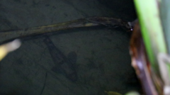 Gobiomorphus gobioides