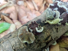 Auricularia mesenterica