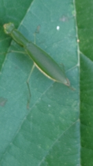 Odontomantis planiceps