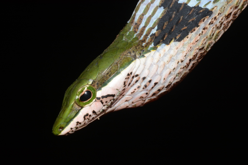 Usambara Vine Snake