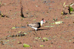 Irediparra gallinacea