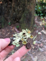 Parmotrema submarginale