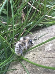 Bombus sylvarum