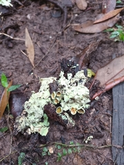 Parmotrema submarginale