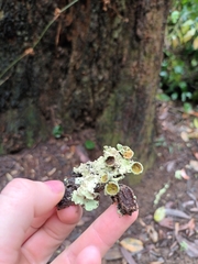 Parmotrema submarginale