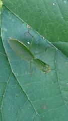 Odontomantis planiceps