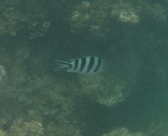 Abudefduf sexfasciatus