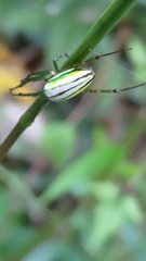 Leucauge
