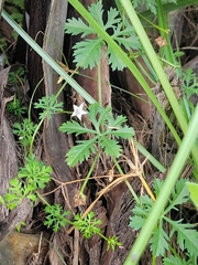 Ipomoea coptica image