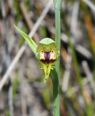 Calochilus herbaceus