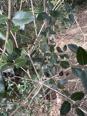 Phillyrea latifolia