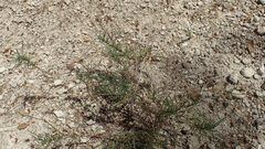 Plantago sempervirens