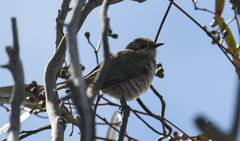 Chrysococcyx basalis