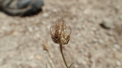 Plantago sempervirens