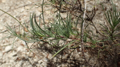 Plantago sempervirens